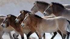 Koně Převalského původně žili od Číny po dnešní Ukrajinu, před více než... Koně Převalského původně žili od Číny po dnešní Ukrajinu, před více než...