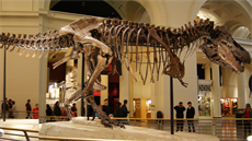 Boční pohled na Sue ve Filed Museum of Natural History v Chicagu Boční pohled na Sue ve Filed Museum of Natural History v Chicagu