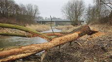 Stromy u Úslavy v Plzni, které okousali bobi. (8. bezna 2016)