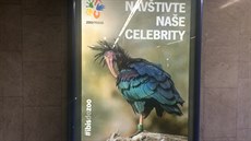 Nová reklamní kampa zve Praany na ibisy, kteí se v posledních dnech...