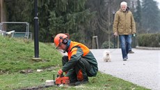 V obnovené olomoucké Rudolfově aleji začalo velké kácení dvou stovek mladých... V obnovené olomoucké Rudolfově aleji začalo velké kácení dvou stovek mladých...