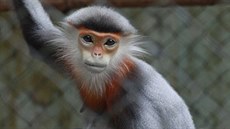 O vzácné langury duk usiluje chlebská zoo. O vzácné langury duk usiluje chlebská zoo.