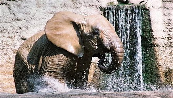 V Zoologické zahrad Zlín-Lená uvidíte vedle ady dalích zvíat také slony.