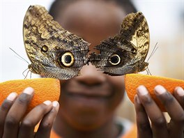 EXHIBICE: Ptiletý Bjorn se nechal vyfotografovat s motýlem Caligo. Fotografie...