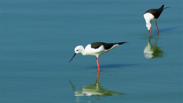 V NP Uda Walawe je kvidn nespoet druh vodnch ptk.