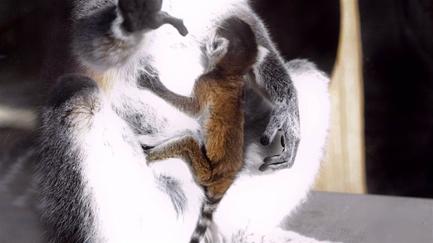 Mlata lemur kata ve dvorsk zoo.