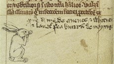 Sedící zajíc v rukopisu ze trnáctého století