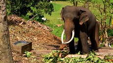 Pro slona indického, resp. jeho srílanský poddruh, jsou vyvinuté kly spíe...