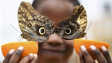 EXHIBICE: Pětiletý Bjorn se nechal vyfotografovat s motýlem Caligo. Fotografie... EXHIBICE: Pětiletý Bjorn se nechal vyfotografovat s motýlem Caligo. Fotografie...