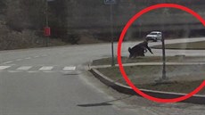Muž v Třebíči si hrál na Harryho Pottera. Jezdil na bruslích s koštětem Muž v Třebíči si hrál na Harryho Pottera. Jezdil na bruslích s koštětem