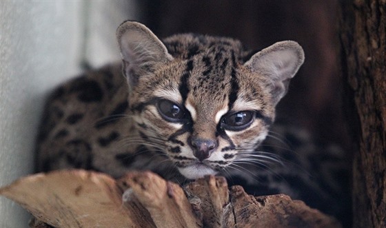 Hervée se v jihlavské zoo zabydlela. Tíletá samice kokovité elmy margay tu...