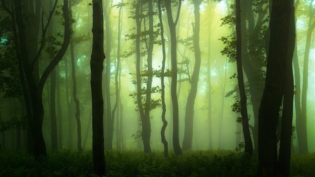 Zapomenut bohatstv les - lesy pod vrcholem Javoina v mlze