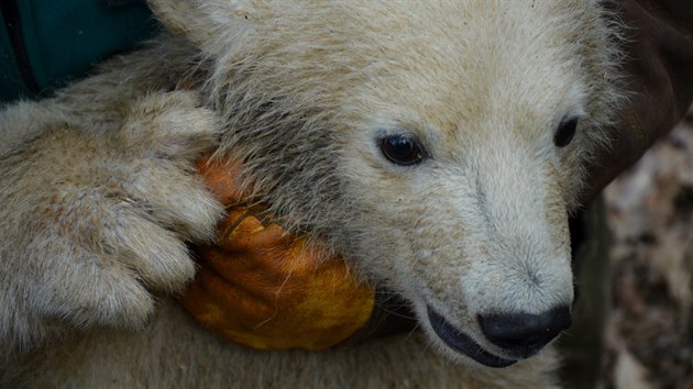 Ptm lednm medvatem v brnnsk zoo je slena. Jej jmno vyberou uivatel facebooku.