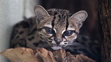 Hervée se v jihlavské zoo zabydlela. Tříletá samice kočkovité šelmy margay tu... Hervée se v jihlavské zoo zabydlela. Tříletá samice kočkovité šelmy margay tu...