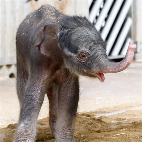 V praské zoologické zahrad se 5. dubna brzy ráno narodilo sln.