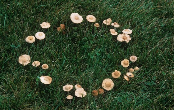 Na tráv se obas nevysvtliteln objevují kruhy z hub.