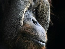 LIDOOP:  Orangutan Towan v zoologické zahrad ve mst Seattle. Towan zemel...