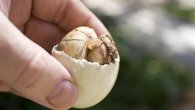 Balut se pipravuje z kachnch nebo kuecch vajec.