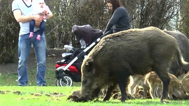 Rodinka divoák rozryla park v polském Gdasku. Lidí si nevímala.