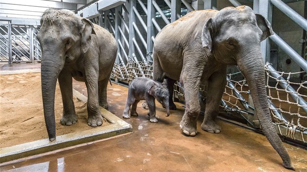 Slon sameek svou matku dobe pozn - jeho mma Janita vpravo. 