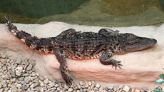 Nyní krokodýlí bazény monitorují i tři kamery se záznamovým zařízením. Nyní krokodýlí bazény monitorují i tři kamery se záznamovým zařízením.