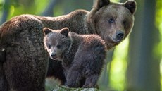 Nejnebezpečnější je medvědice s mládětem, to je třeba mít se na pozoru. Nejnebezpečnější je medvědice s mládětem, to je třeba mít se na pozoru.
