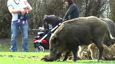 Rodinka divočáků rozryla park v polském Gdaňsku. Lidí si nevšímala. Rodinka divočáků rozryla park v polském Gdaňsku. Lidí si nevšímala.