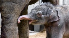 Malý sameček od mámy Janity pravidelně pije. Návštěvníkům Zoo Praha se... Malý sameček od mámy Janity pravidelně pije. Návštěvníkům Zoo Praha se...