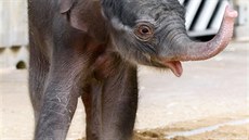 V pražské zoologické zahradě se 5. dubna brzy ráno narodilo slůně. V pražské zoologické zahradě se 5. dubna brzy ráno narodilo slůně.