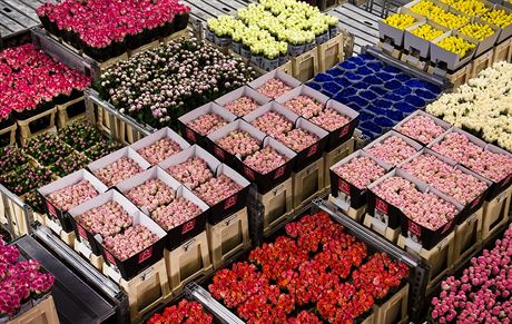 Kvtinová aukce Royal FloraHolland v nizozemském Aalsmeeru. (19. kvtna 2015)