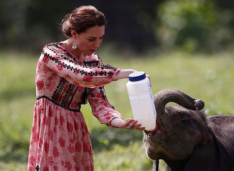 Kate si v nrodnm parku vyzkouela krmen mlat nosoroce i slona. Pevlkla...