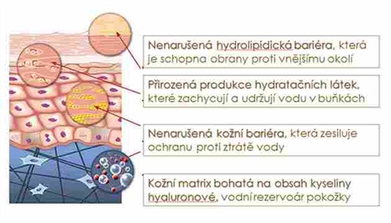 Pro naše zdraví i mladistvý vzhled je nezbytná hydratace pokožky Pro naše zdraví i mladistvý vzhled je nezbytná hydratace pokožky
