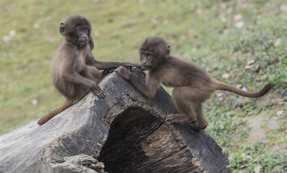 Mláata delad mohou návtvníci zlínské zoo obdivovat ve venkovním výbhu.