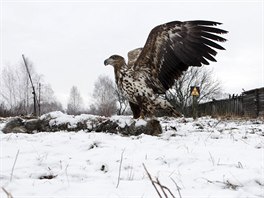 Píroda v ernobylu. (15. dubna 2016)