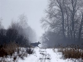 Píroda v ernobylu. (15. dubna 2016)