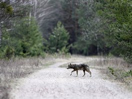 Píroda v ernobylu. (15. dubna 2016)