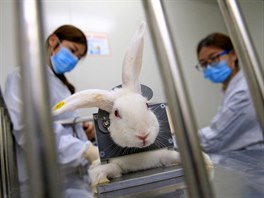 LABORATO. Zamstnanci ínské laboratoe kontrolují tlesnou teplotu králíka...