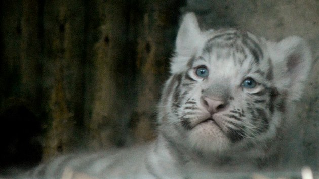 Shankar a Maia. Mlata blch tygr z libereck zoo znaj sv jmna