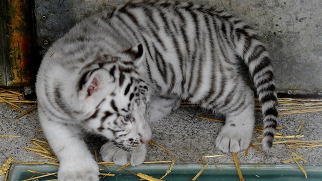 Pohlav malch tygr ur zoologov a na vku devti tdn, kdy se budou okovat, ipovat a vit.