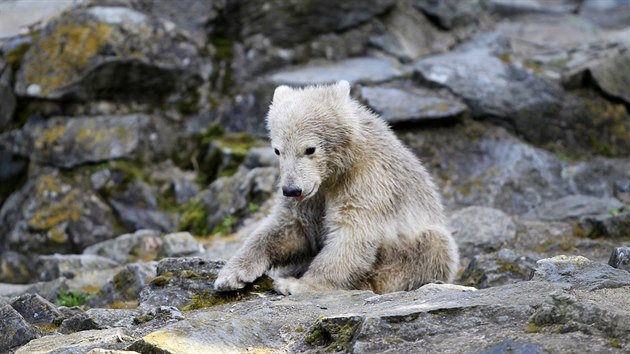 Samika lednho medvda z brnnsk zoologick zahrady dostala jmno Noria. (16. dubna 2016)