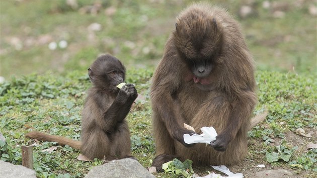 Zoo ve zlnsk Len je jedin z rmci Unie eskch a slovenskch zoologickch zahrad, kter odchovv mlata delad (snmek z roku 2015).