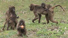 Mláata delad mohou návtvníci zlínské zoo obdivovat ve venkovním výbhu.