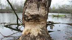 Stopy po nových obyvatelích perovských lagun jsou nepehlédnutelné. Bobi ohlodávají velké mnoství strom, nkteré pokozené u msto muselo z bezpenostních dvod skácet.