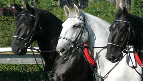 Chov kladrubských koní má v echách tradici ji po nkolik staletí