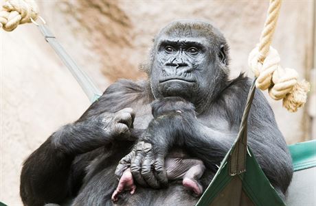 Goril samice Shinda jako vzorn mma se svm mldtem v prask zoo (24. 4....