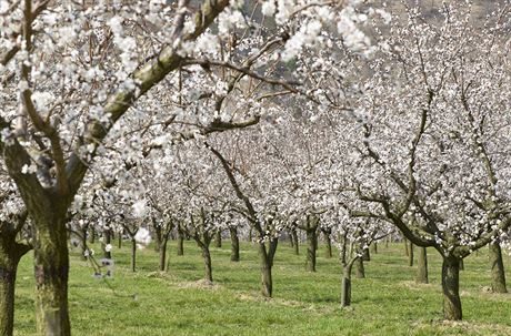 Situace se lií region od regionu, roli hraje i to, zda se stromy nacházejí na kopci, nebo v údolí.