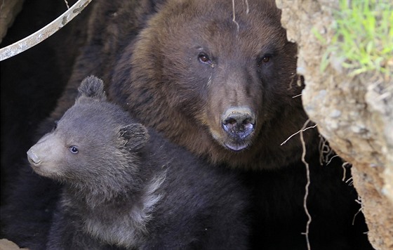 V brnnské zoo poprvé z brlohu vylezlo mlád medvda kamatského (28. dubna...