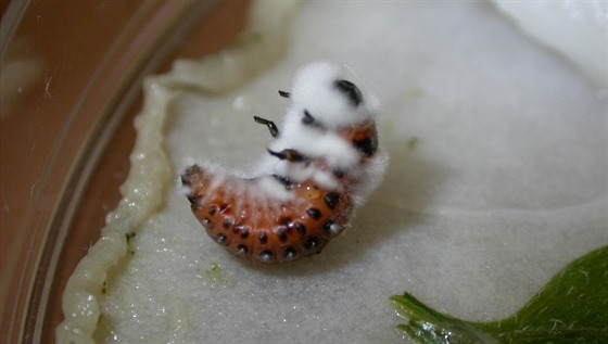 Larva mandelinky bramborové infikovaná entomopatogenní houbou Isaria...