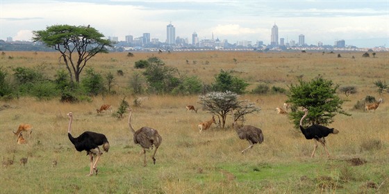 Nairobi - safari za humny metropole