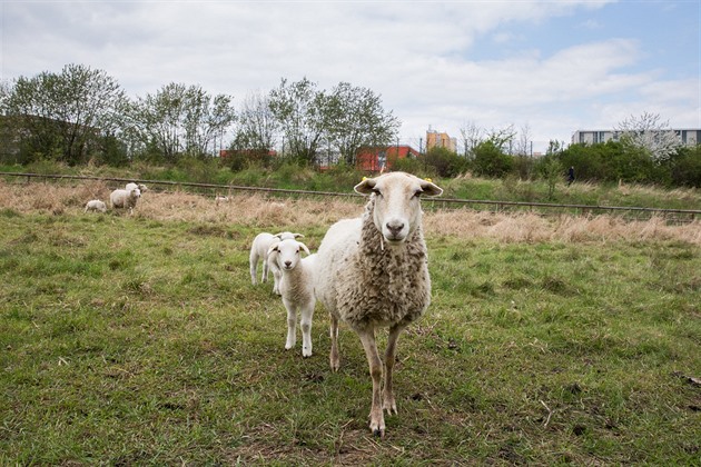 U Milíovského rybníka spásá trávu 200 ovcí a jehat. V prbhu jara a léta...